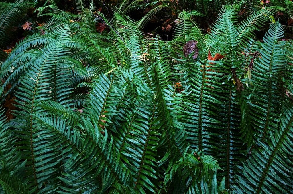 photo of ferns