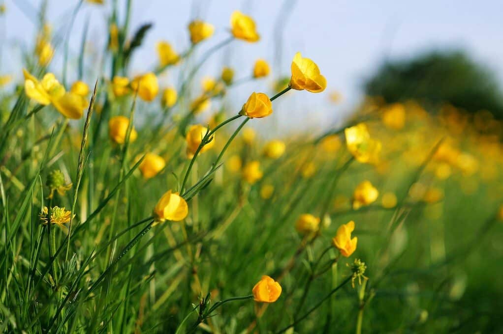 photo of a field buttercups
